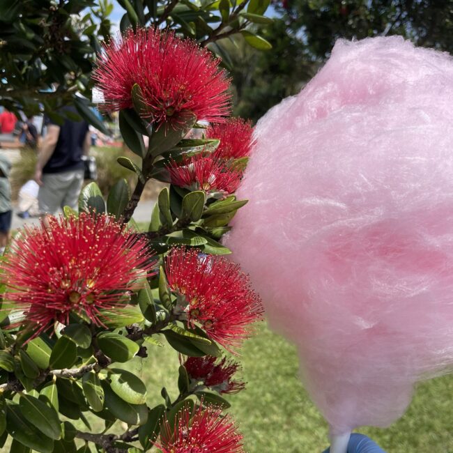 Bubble Gum Candy Floss